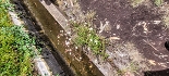 Plants: image 34 Of 208 Thumb